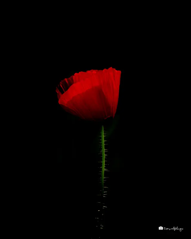 Scarlet Silence
